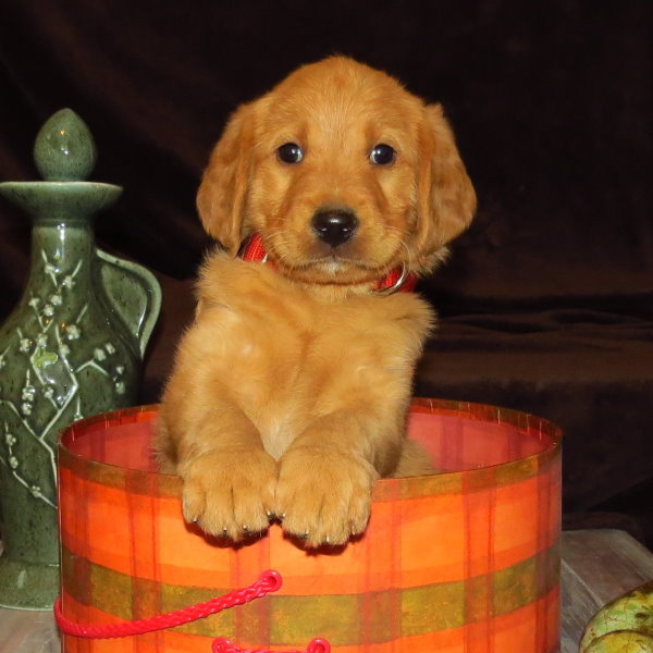 Duke